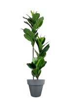 Faux Ficus Lyrata Tree 150cm In Black Planter