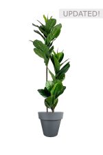 Faux Ficus Lyrata Tree 150cm In Black Planter