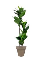 Faux Ficus Lyrata Tree 150cm In BROWN Planter