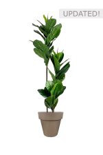 Faux Ficus Lyrata Tree 150cm In BROWN Planter