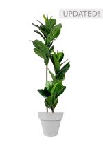 Faux Ficus Lyrata Tree 150cm In GREY Planter