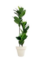 Faux Ficus Lyrata Tree 150cm In OFF WHITE Planter