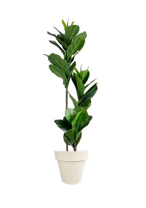 faux ficus lyrata tree 150cm in off white planter