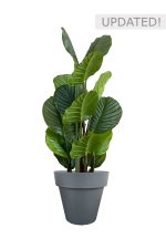 Faux Calathea Tree 110cm In Black Planter