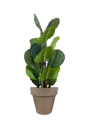 faux calathea tree 110cm in brown planter