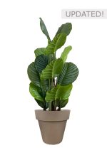 Faux Calathea Tree 110cm In BROWN Planter