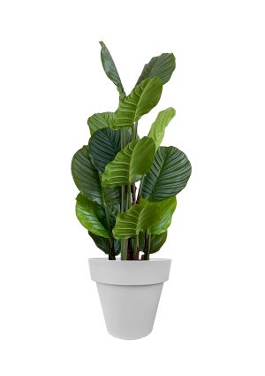 faux calathea tree 110cm in grey planter