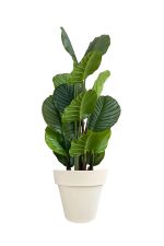 Faux Calathea Tree 110cm In OFF WHITE Planter