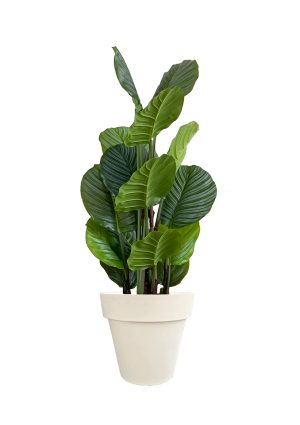 faux calathea tree 110cm in off white planter