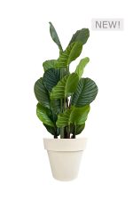 Faux Calathea Tree 110cm In OFF WHITE Planter