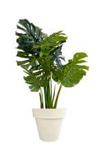 Faux Monstera Tree 120cm In Off White Planter