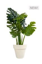 Faux Monstera Tree 120cm In Off White Planter