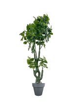 Faux Schefflera Tree 170cm In Black Planter