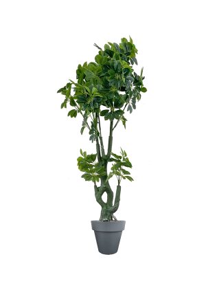 faux schefflera tree 170cm in black planter