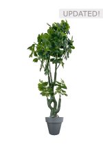 Faux Schefflera Tree 170cm In Black Planter