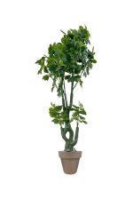 Faux Schefflera Tree 170cm In Brown Planter