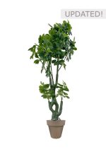 Faux Schefflera Tree 170cm In Brown Planter