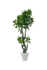 Faux Schefflera Tree 170cm In Grey Planter