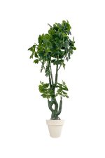 Faux Schefflera Tree 170cm In Off White Planter