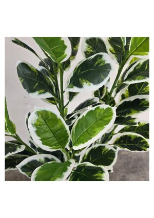 faux variegated white fig 140cm fl85 fig close up