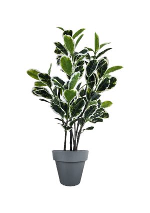 faux variegated white fig 140cm in black planter fl85 figb