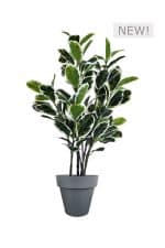 FAUX VARIEGATED WHITE FIG 140CM IN BLACK PLANTER (FL85 - FIGB