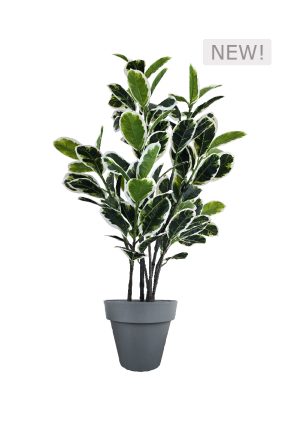 faux variegated white fig 140cm in black planter fl85 figb