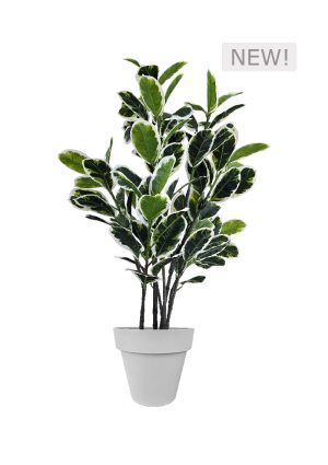 faux variegated white fig 140cm in grey planter fl85 figc