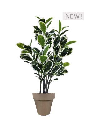 faux variegated white fig 140cm in off brown planter fl85 figbr