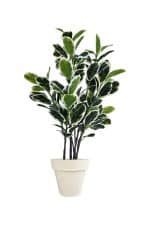 FAUX VARIEGATED WHITE FIG 140CM IN OFF WHITE PLANTER (FL85 - FIGOW)