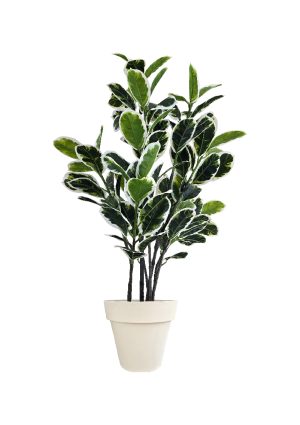 faux variegated white fig 140cm in off white planter fl85 figow