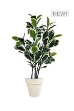 FAUX VARIEGATED WHITE FIG 140CM IN OFF WHITE PLANTER (FL85 - FIGOW)