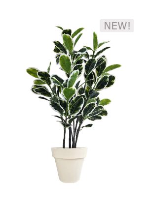 faux variegated white fig 140cm in off white planter fl85 figow