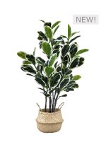 FAUX VARIEGATED WHITE FIG 140CM IN WOVEN BASKET (FL85 - FIGW)