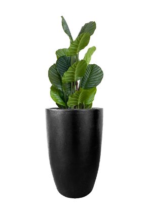 FAUX CALATHEA TREE 110CM IN FIBRE LARGE BLACK PLANTER (FL81 - CALFLB)