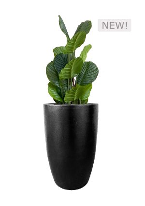 faux calathea tree 110cm in fibre large black planter fl81 calflb