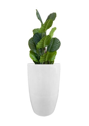 faux calathea tree in fibre large white planter overall 140cmh fl81 calflw