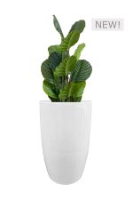 FAUX CALATHEA TREE IN FIBRE LARGE WHITE PLANTER (OVERALL 140CMH) (FL81 - CALFLW)