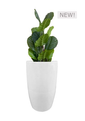 faux calathea tree in fibre large white planter overall 140cmh fl81 calflw