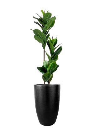 faux ficus lyrata tree 150cm in fibre large black planter fl80 figflb