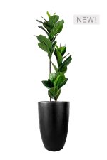 FAUX FICUS LYRATA TREE 150CM IN FIBRE LARGE BLACK PLANTER (FL80 - FIGFLB)