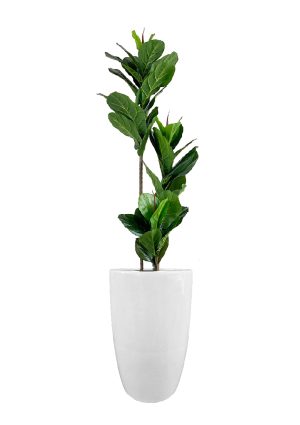 faux ficus lyrata tree in fibre large white planter overall 180cmh fl80 figflw