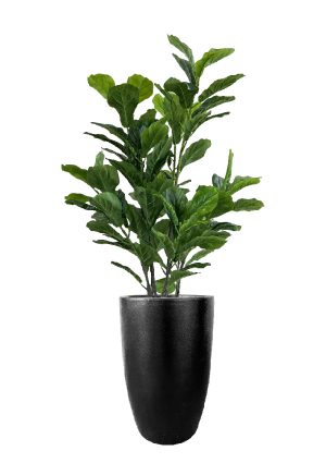 FAUX GREEN FIG 140CM IN FIBRE LARGE BLACK PLANTER (FL86 - FIGFLB)