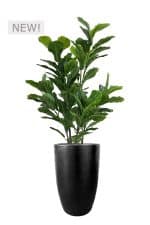 FAUX GREEN FIG 140CM IN FIBRE LARGE BLACK PLANTER (FL86 - FIGFLB)