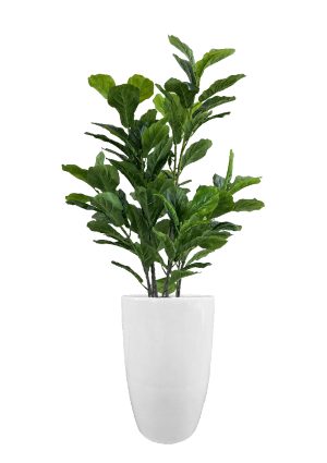 faux green fig in fibre large white planter overall 170cmh fl86 figflw