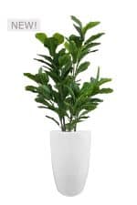 FAUX GREEN FIG IN FIBRE LARGE WHITE PLANTER (OVERALL 170CMH) (FL86 - FIGFLW)