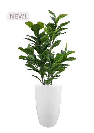 faux green fig in fibre large white planter overall 170cmh fl86 figflw