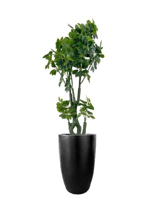 a faux schefflera tree 170cm with multiple stems and leaves elegantly placed in a large black fibre planter against a white background