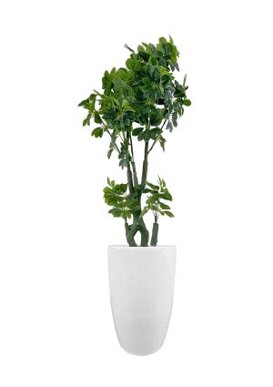 FAUX SCHEFFLERA TREE IN FIBRE LARGE WHITE PLANTER (OVERALL 200CMH) (FL84 - SCHFLW)