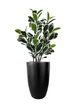 faux variegated white fig 140cm in fibre large black planter fl85 figflb